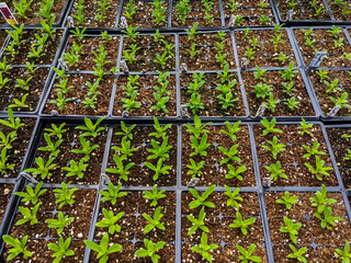 Young plant seedlings growing in greenhouse - 498145773