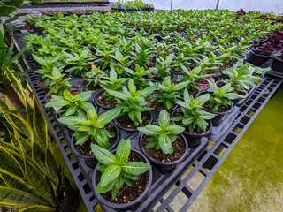 Young plant seedlings growing in greenhouse - 498145791