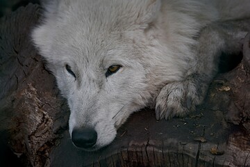 Obraz premium polar wolf dozing with its paws folded in the zoo