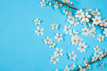 white cherry blossom on a blue background