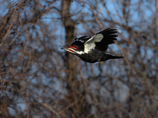 Male Pileated Woodpecker in Flight Against Trees