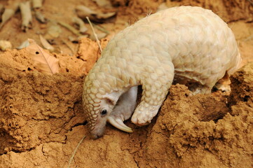 Young Indian pangolin (Manis crassicaudata) in Sri Lanka