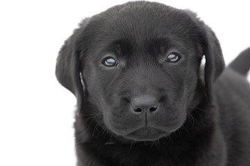 Isolate the dog. Labrador retriever puppy of black color on a white background.