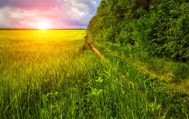 Obraz premium green grass at storm clouds .