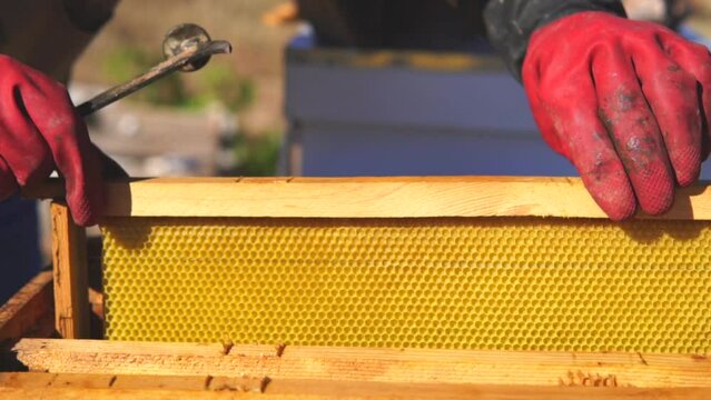 beekeeper takes honey from the hive