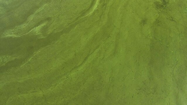 Aerial view from top down from a high altitude on the river bloom texture of river water. view of the water surface. Water surface background. Ecology
