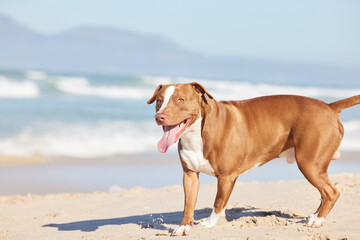 A prized pit bull if there ever was one. Shot of an adorable pit bull enjoying a day at the beach.