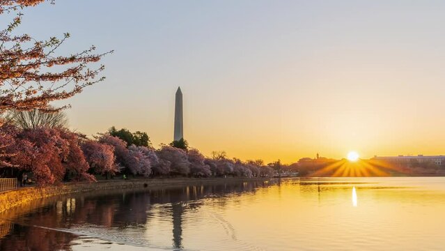 Sunrise time lapse of the Washington Monument with cherry blossom