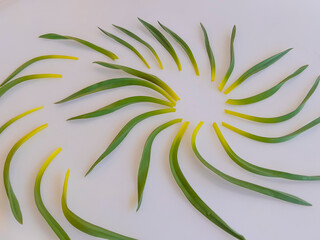 healing plant found in nature with the spring month in the mountains