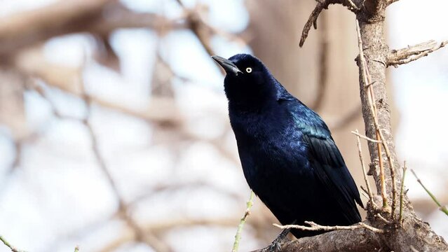 Close up shot of Mexican grackle on tree