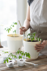 Young woman planting tomato seedlings in the ground in early spring. The concept of home urban gardening, agricultural development. Wooden table