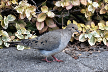 Mourning dove walks on concrete with bushes in background