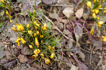 the first spring flowers bloomed in the park - yellow irises
