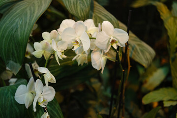 White orchid flowers bloom in the botanical garden © Дарья Потапова