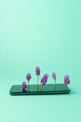 a violet hyacinth grows out of the phone on a green background. The idea of ecology. Environment and Ecology Care.