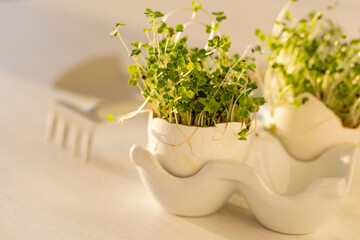 Micro-greens planted in the egg shells. Easter, springtime. Concept of home gardening, cute little garden on the windowsill. Banner copy space for text
