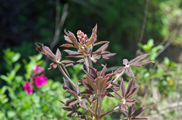Painted Buckeye prior to blooming