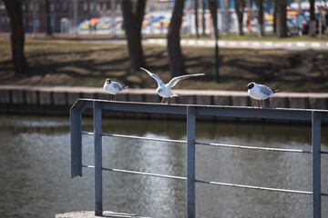 Three white seagulls against the background of water on the pier - dominance among birds - wings to the side a threat - obrazy, fototapety, plakaty
