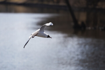 White gull on the background of water - aquatic bird in search of food