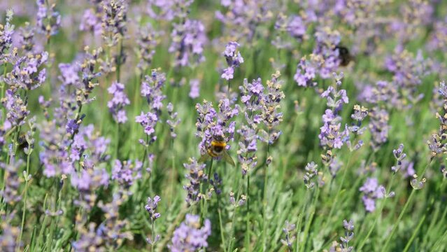 Butterflies and bees on meadow flowers swaying beautifully in the wind. pollination of plants. Summer sunny day. Slow motion 4k