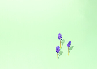 a blue hyacinth grows out of the green background.