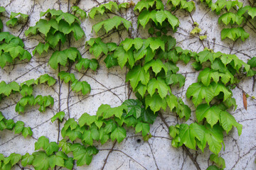 Leaves on a wall