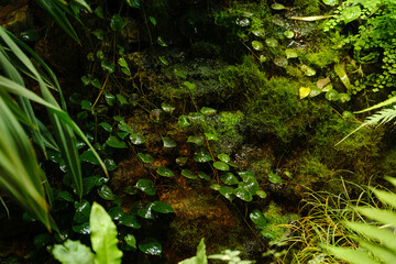 Plants near a pond in the rainforest - botanical garden
