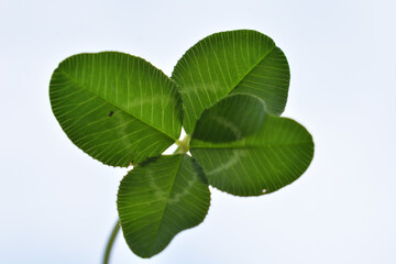 close up photo of four leaf clover