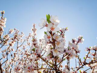 Tree blossom with blue sky on background.