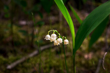 Lily of the valley flower with blurred background
