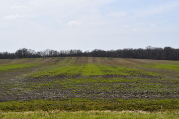 Fototapeta na wymiar Crops in a Farm Field