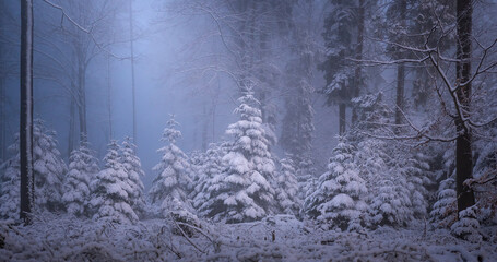Snow-covered fir trees in the light of the blue hour