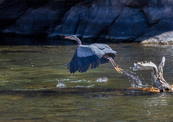 Great Blue Heron in River