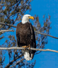 Bald Eagle in Eleven Mile Canyon