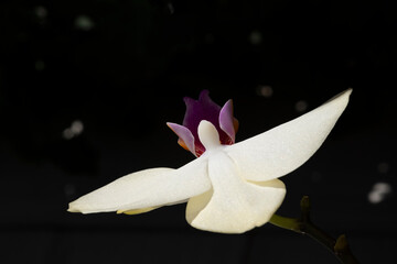 Orchidea a forma di colomba su fondo scuro.