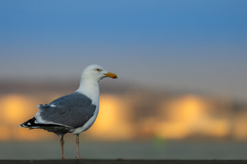 Sea gull standing on a dock in the harbor of Aalborg in the north of Denmark at a windy day in spring. Beautiful bokeh from the sunset reflecting in the buildings.