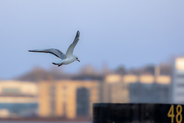 A black headed gull  flying above a little pond in the north of Denmark at a windy day in spring