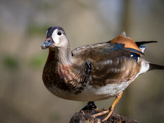 duck in the wild