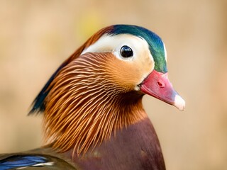 close up of a duck