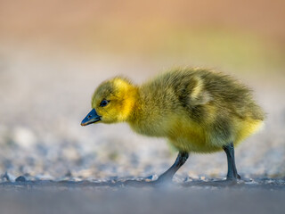 baby duck