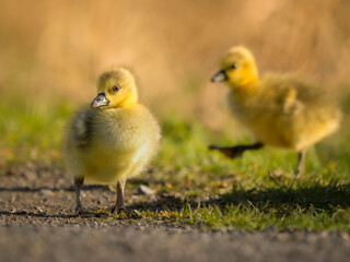 ducklings in the grass