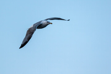 Sea gull flying above a beach in the north of Denmark at a windy day in spring with a blue sky.