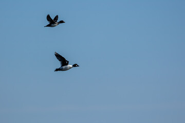 Male common goldeneye duck flying above a harbor in the north of Denmark at a sunny day in spring.