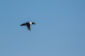 Male common goldeneye duck flying above a harbor in the north of Denmark at a sunny day in spring.