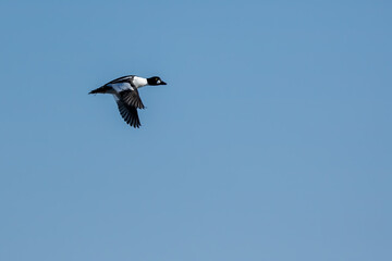 Fototapeta na wymiar Male common goldeneye duck flying above a harbor in the north of Denmark at a sunny day in spring.