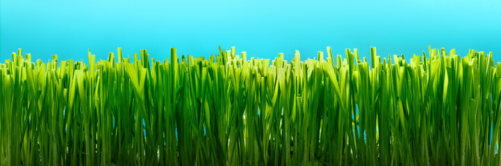 green grass banner, grass close up on a sunny day background