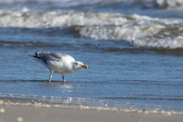 Sea gull standing in the water at a beach in the north of Denmark at a windy day in spring and drinking.