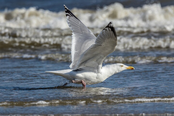 Sea gull flying along a beach in the north of Denmark at a windy day in spring.