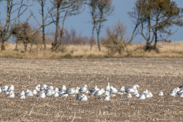 A group of sea gulls standing on on a field in the north of Denmark at a windy day in spring.
