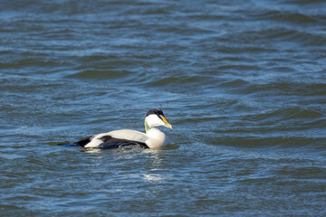 A male eider duck swimming in the sea in the north of Denmark at a windy day in spring.